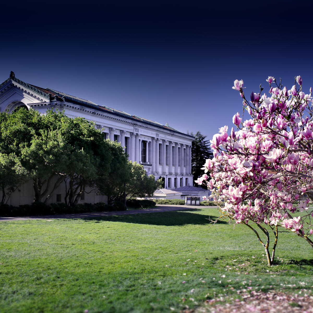 Decorative image of the Doe Library and a magnolia tree